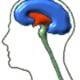Biostruktur Kopf